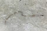 Cretaceous Soft-Bodied Worm (pos/neg) - Hakel, Lebanon #70145-2